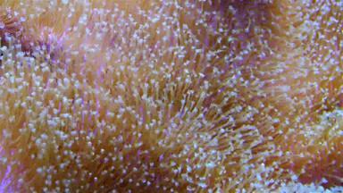 共生鱼触角大海海葵海洋水族馆宏摄影水族馆热带礁鱼